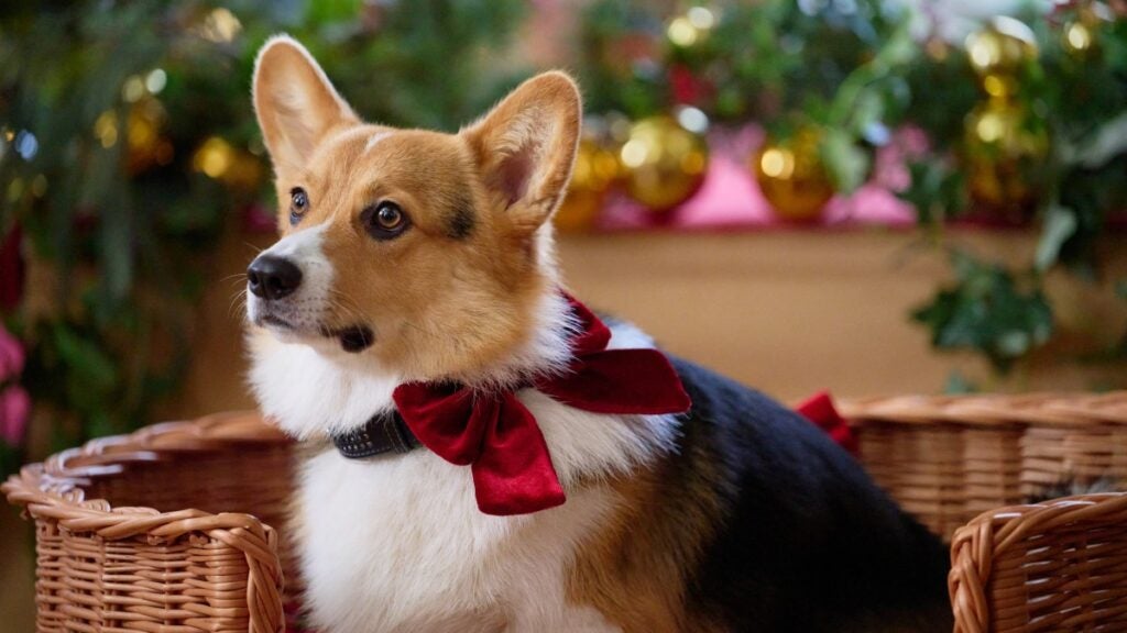 Королевский корги Рождество