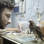 Режиссер «Все, что дышит» Шонак Сен о разрушении клише Nature Doc во время съемок госпитализированных птиц