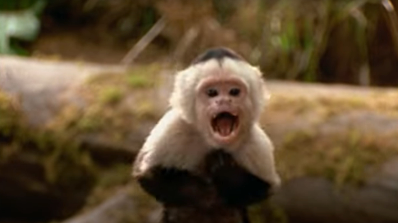 Petit singe dans George de la jungle
