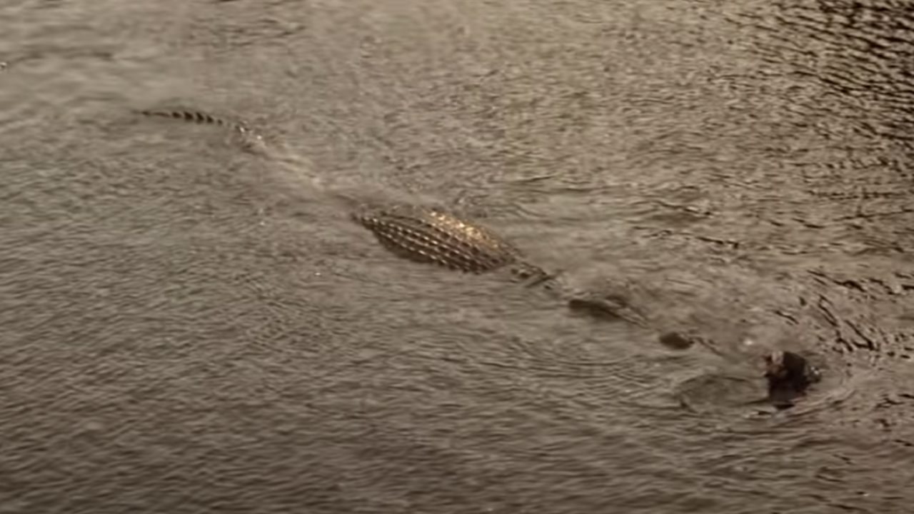 Krokodil aus Lake Placid