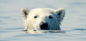 Обзор неприятного медведя