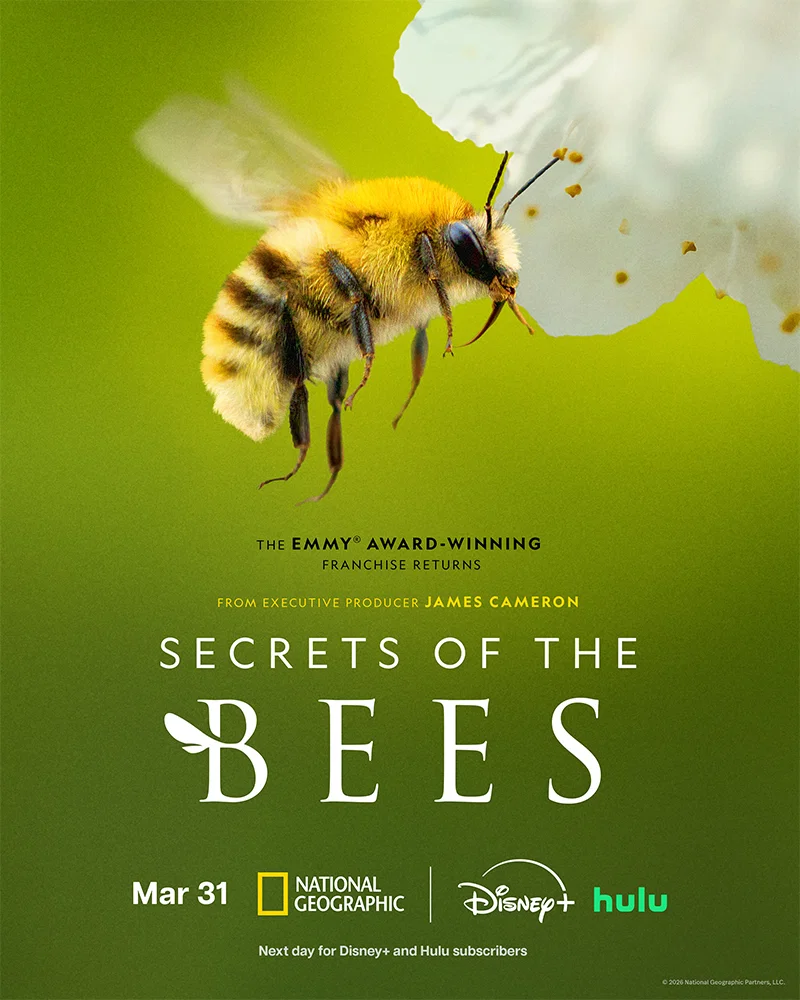 Les secrets des abeilles Doc Poster