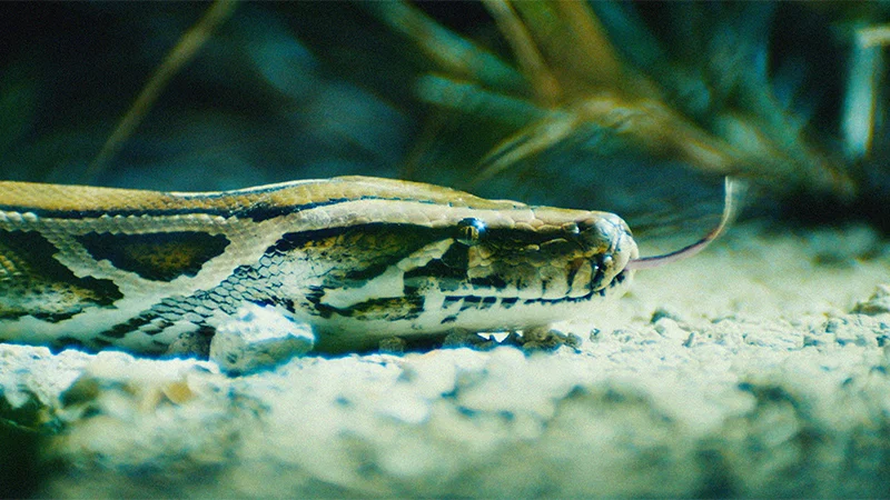 Трейлер документа «Охота на Python»