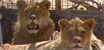 Strange Beasts Kurzdoku