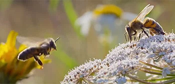 Bande-annonce Les secrets des abeilles