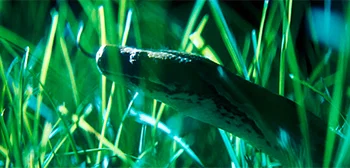 Трейлер документа «Охота на Python»