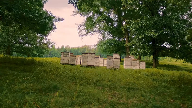 Соперники Амзии Кинг, трейлер